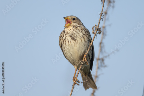 Corn bunting (Emberiza calandra), singing male