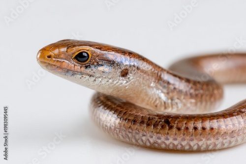 Indian Glass Lizard with Body Stretched Isolated