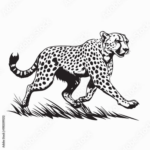 Wild Cheetah Hunting On The Savannah Vector Design On White Background