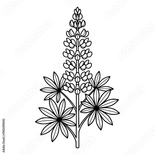 Lupine flower spike botanical line art Lupinus polyphyllus vertical floral illustration isolated on white for coloring page botanical print and decorative design