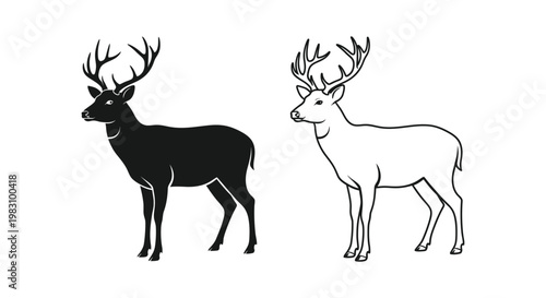 Deer Antlers Comparison: Stag vs Hind Deer Illustration Vector