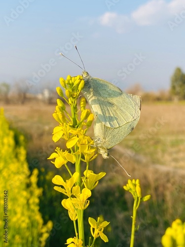 Light green butterfly on yellow flowers in a sunny field with blue sky