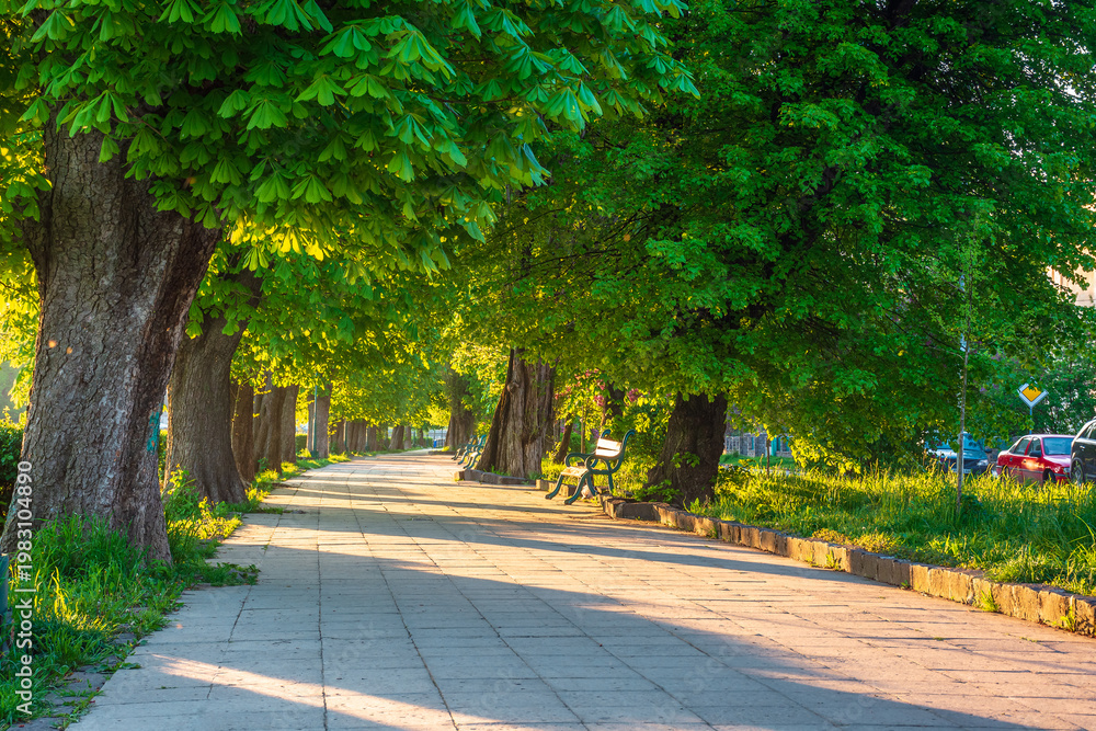 Fototapeta premium area of the old city park. lantern near wooden bench under lush chestnut trees along wide walking path in morning light. empty urban landscape in springtime. cozy place in uzhhorod, ukraine