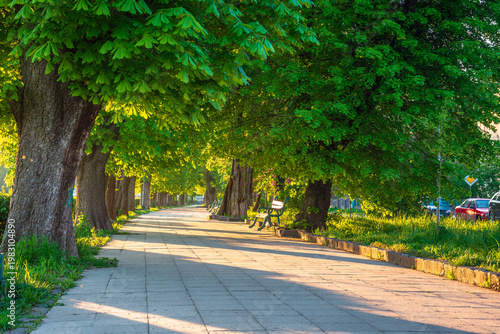 area of the old city park. lantern near wooden bench under lush chestnut trees along wide walking path in morning light. empty urban landscape in springtime. cozy place in uzhhorod, ukraine
