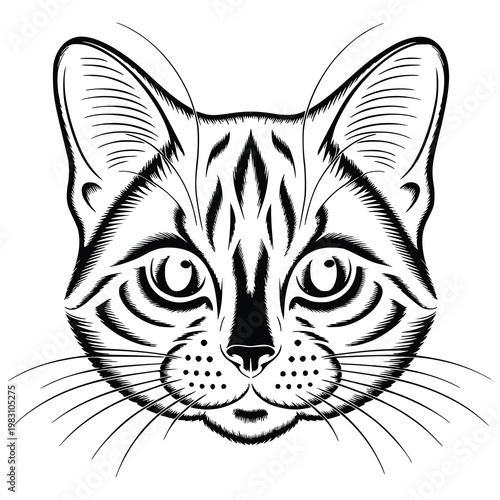 a cat with whiskers and fur