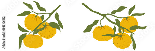 Horizontal banner with yuzu citrus branches and yellow fruits in hand drawn asian style vector illustration with leaves perfect for farm harvest food branding lemonade juice packaging 