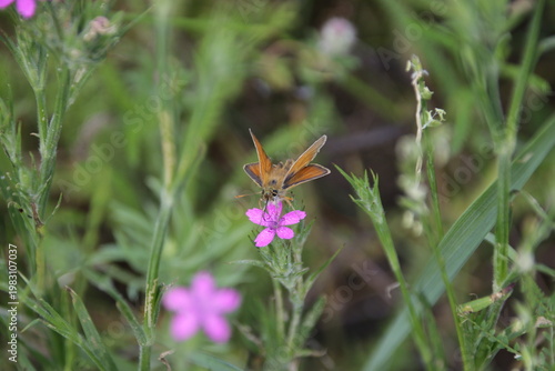 Dickkopffalter auf einer Heidenelke