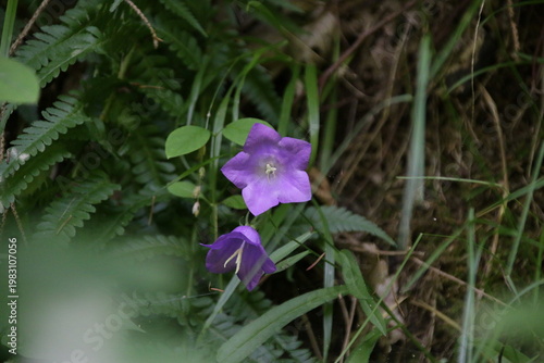 Pfirsichblättrige Glockenblume