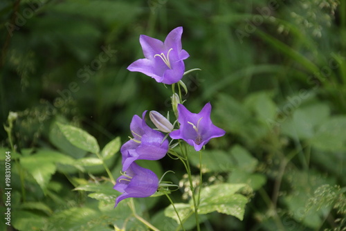 Pfirsichblättrige Glockenblume