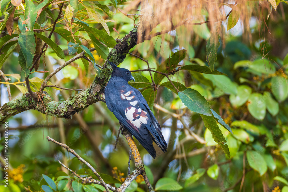 Obraz premium Black baza (Aviceda leuphotes) bird perched on a branch.
