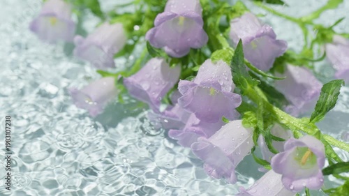 Lavender bellflowers with water droplets on rippling water