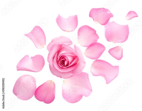 A pink rose surrounded by scattered delicate rose petals