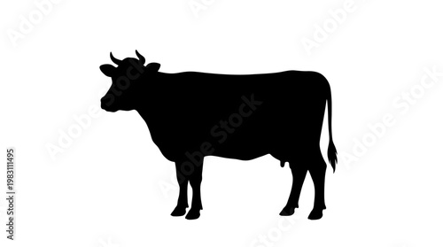 Black cow standing in profile view.