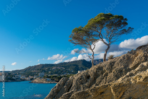 Pinie auf Felsklippe über türkisblauem Meer bei Peguera, Mallorca