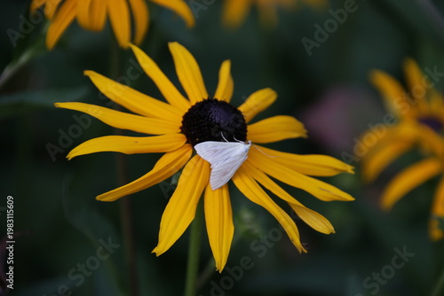Möhrenzünsler auf gewöhnlichem Sonnenhut