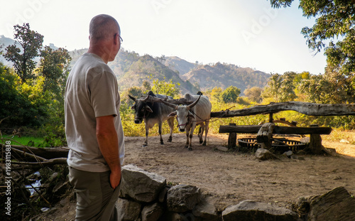 Man watches a watermill powered by two oxen, India