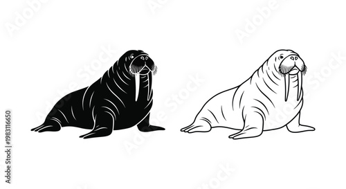 Walrus vs Seal: Marine Mammal Comparison & Facts Vector