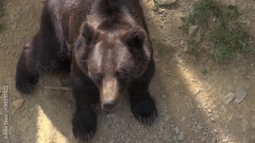 Black bear sitting eyes face looking nose front legs animal mammal close zoo