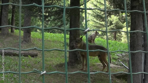 Wolves looking walking fence Canis lupus face captivity animal trees zoo