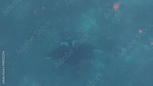 The underwater world with manta silhouette in murky waters, diving with giants, underwater encounter, deep blue swimmer