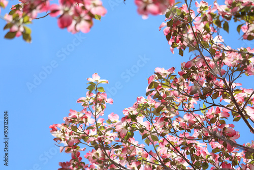 Canvas Print ハナミズキ、花、植物、春、写真、５月、自然、木、枝、美しい、空、青空、風景、景色