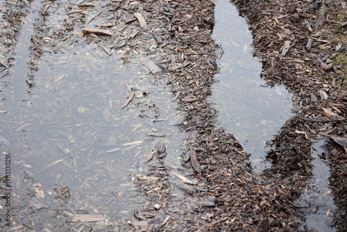 Bild auf Leinwand Rain puddle on ground with wood mulch and debris