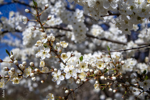 White Spring Blossoms on Tree Branches