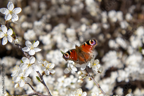 Peacock Butterfly Perched on White Cherry Blossoms in Spring