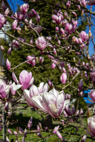 Pink and White Magnolia Flowers Blooming in Spring