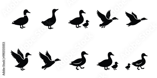 Black duck silhouette icons set, flying mallard and swimming waterfowl vector graphics, 10 bird elements for hunting and nature design