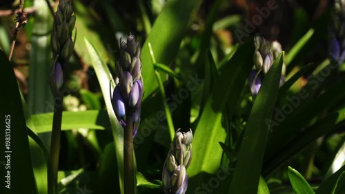 Budding Bluebell flowers in dappled sunlight background