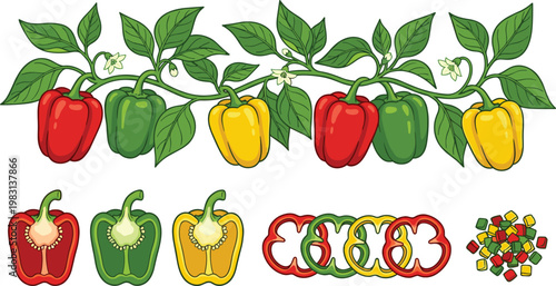 Bell Pepper Illustration Set with Red, Green, and Yellow Capsicum, Whole, Sliced, and Branch Elements for Fresh Vegetable Design and Organic Food Concepts