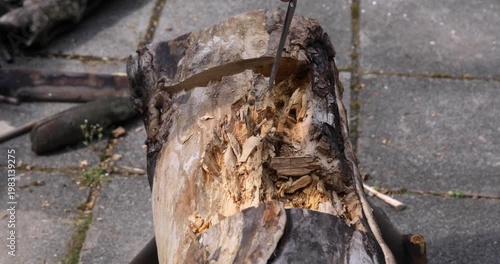 Woodworking carving, crafts-person digging tree trunk using hammer and chisel