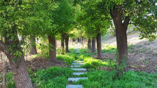 Sunlit Tree - Lined Path in Lush Green Forest