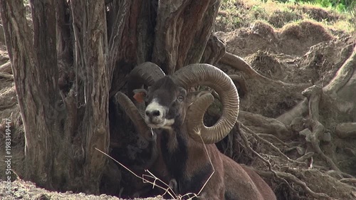 Billy goats buck Ibex Markhor face horns looking trees animal mammal close