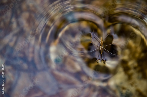 Aquarius remigis, conocido como zapatero de agua común, es una especie de insecto acuático