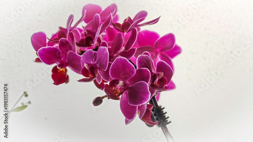 Vibrant Pink Orchid Flowers Close Up Isolated on Light Background, Exotic Tropical Bloom, Elegant Floral Composition, Phalaenopsis Orchid Macro, Minimalist Nature Beauty, Decorative Botanical Image
