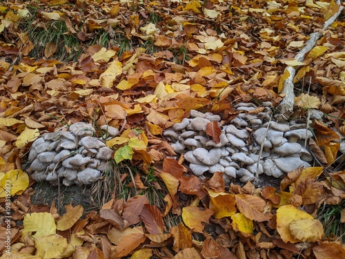 Grifola frondosa mushroom hen-of-the-woods, maitake, dancing mushroom, ram's head or sheep's head
