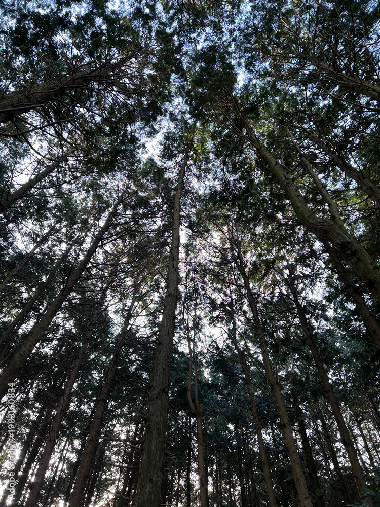 Fototapeta premium Looking Up to the Sky: Dense Evergreen Forest Canopy and Sustainable Nature Background
