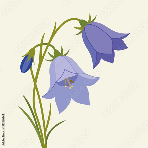 Harebell flower botanical illustration. Flat design vector of purple bellflowers on a stem. Minimalist floral graphic isolated on light background