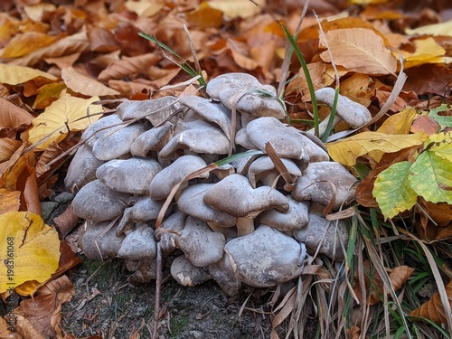 Grifola frondosa mushroom hen-of-the-woods, maitake, dancing mushroom, ram's head or sheep's head