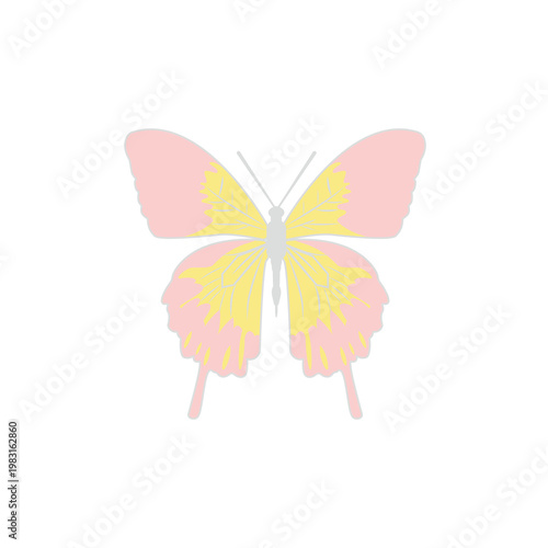 カラフルで綺麗な蝶々