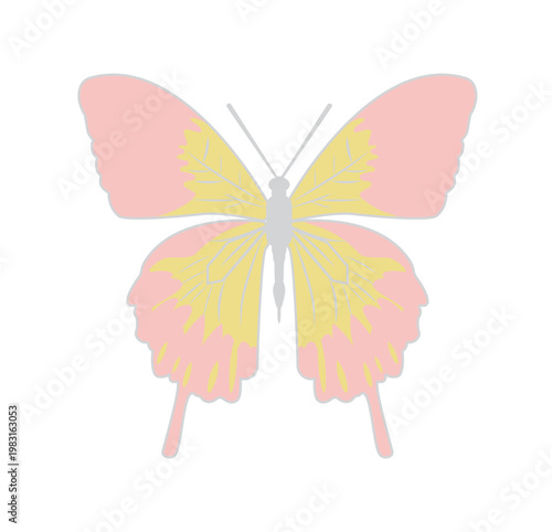 カラフルで綺麗な蝶々