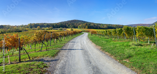 Gravel road in the vineyards on Badener Berg with panorama view towards Kurpark in the city of Baden, Lower Austria
