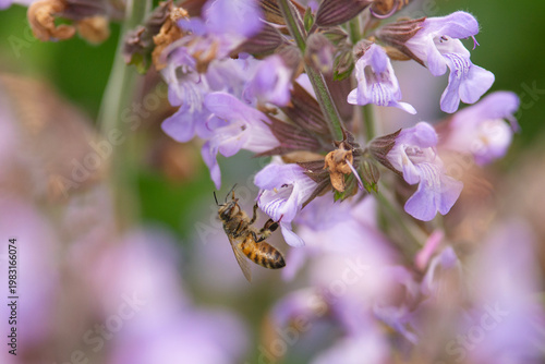 A bee hovers among purple garden sage flowers, collecting nectar and pollen in a soft, blurry close-up. A warm summer scene that highlights pollination, nature, gardening and the serene biodiversity