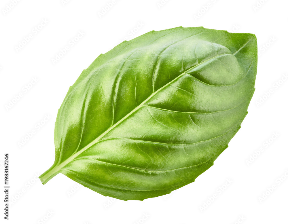 Obraz premium fresh green basil leaf isolated on transparent background png 