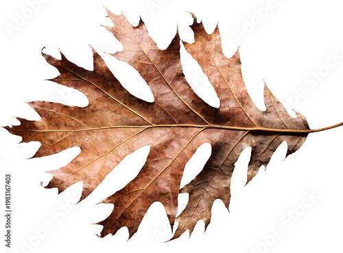 Dried Oak Leaf with Intricate Details Capturing the Beauty of Autumn