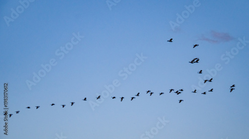 Bandada de pájaros volando en formación sobre la desembocadura del río Serpis en Gandía
