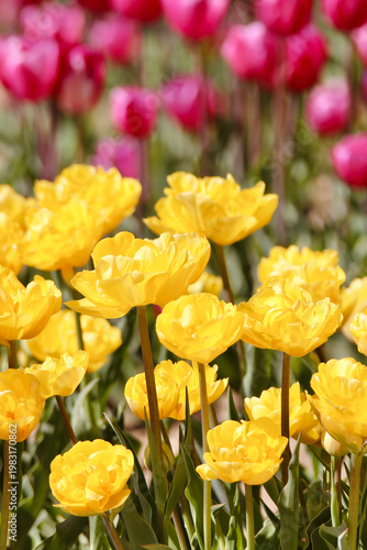 Les tulipes jaunes et roses 