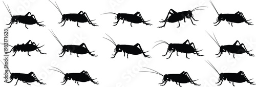 Cricket insect silhouettes set in various poses, black vector illustration of grasshopper-like bugs isolated on clean background for nature design
